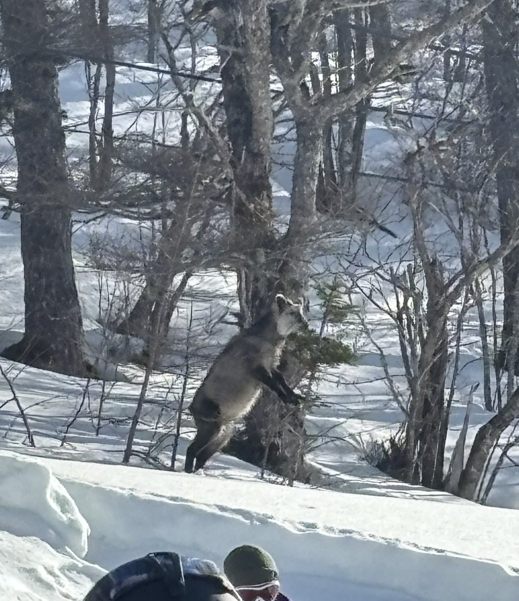 velcru's tweet photo. クワッドリフトを降りたらカモシカがいてびっくり。
警戒心なさすぎ😅 https://t.co/vX7OYrak5W