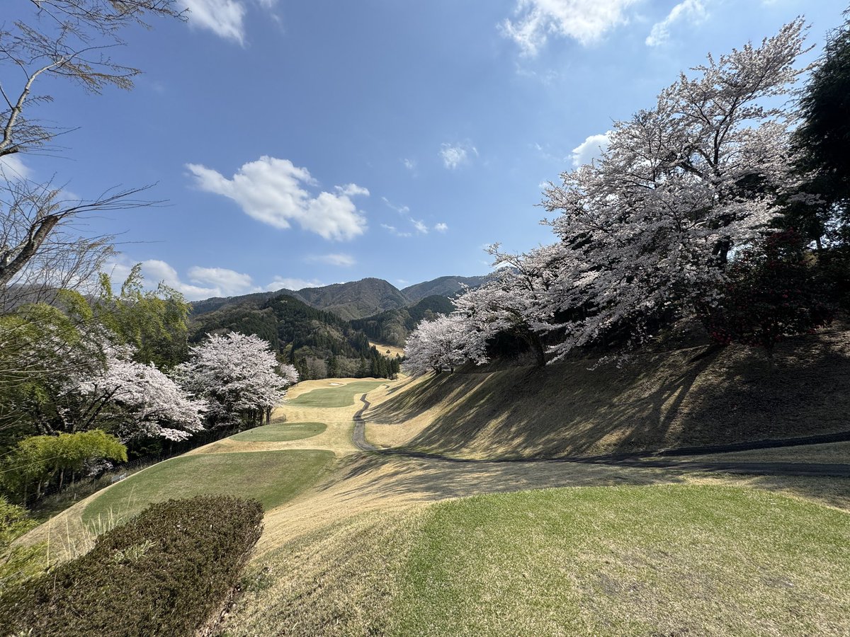 yamanow's tweet photo. 今日は、「桜ヒルズゴルフクラブ」の🌸ゴルフ
ティーエリアに🐸がいたが、近づいても全く動かない！
蛙の種類が分からない？
誰かわかりますかね？
#ゴルフ #桜 #蛙 #カエル https://t.co/0sB5l17KVZ