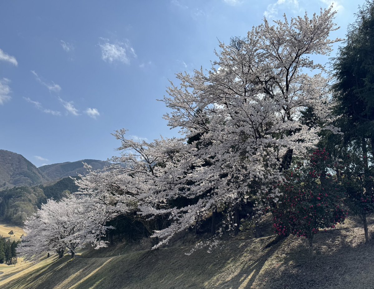 yamanow's tweet photo. 今日は、「桜ヒルズゴルフクラブ」の🌸ゴルフ
ティーエリアに🐸がいたが、近づいても全く動かない！
蛙の種類が分からない？
誰かわかりますかね？
#ゴルフ #桜 #蛙 #カエル https://t.co/0sB5l17KVZ