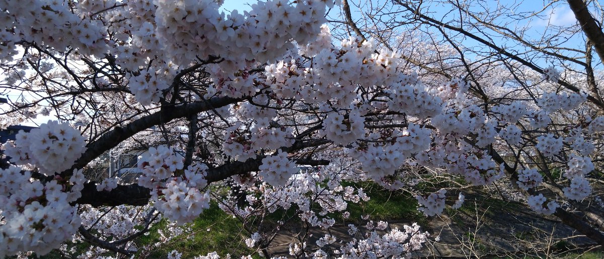 近所の桜の名所、満開です