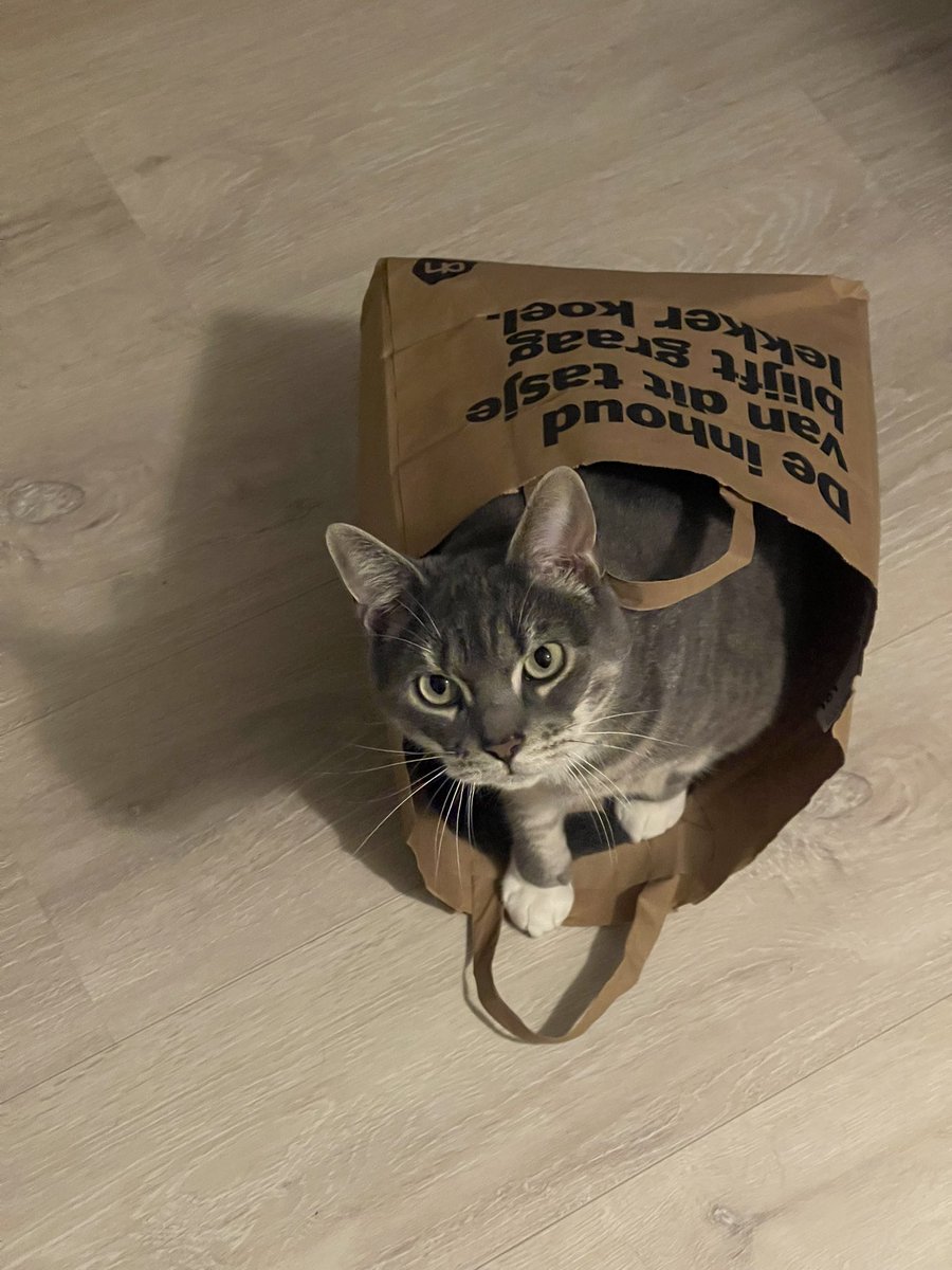 ‘De inhoud van dit tasje blijft graag koel.’🤭 Tot hij mij ziet en denkt: met 30 graden kan ik ook nog best tegen je aan liggen.😛 #Gijsje <a href="/albertheijn/">Albert Heijn</a>