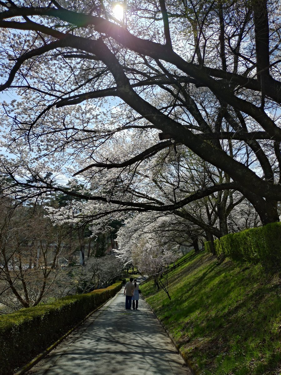 与田切公園は散り始め🌸