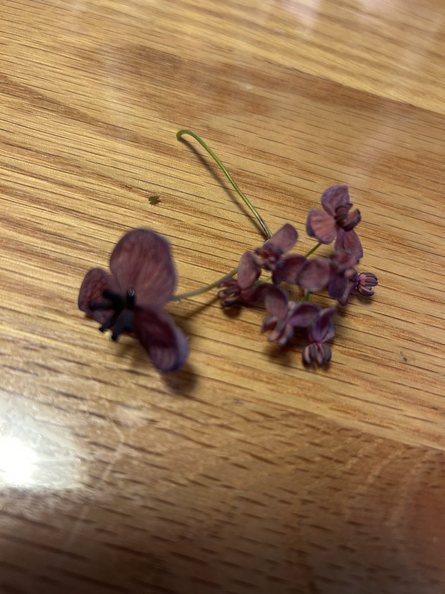 7rape_rape's tweet photo. あけびかな？ https://t.co/roD6s7xoBn