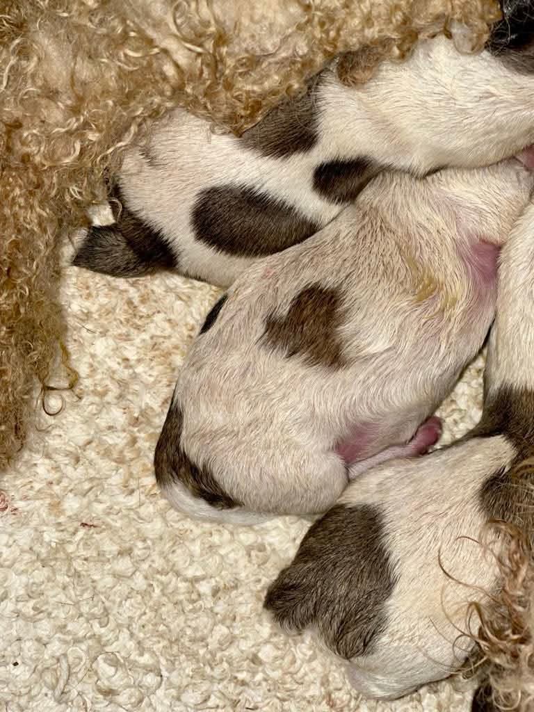 Pearl is one of the 108 dogs rescued last week &amp; she surprised us with 5 healthy pups this week. We're so glad they were born in our care &amp; not the alleged illegal breeders. Safe now &amp; no more litters for Pearl. A new life ahead 🩷 
Mum &amp; pups all doing well
