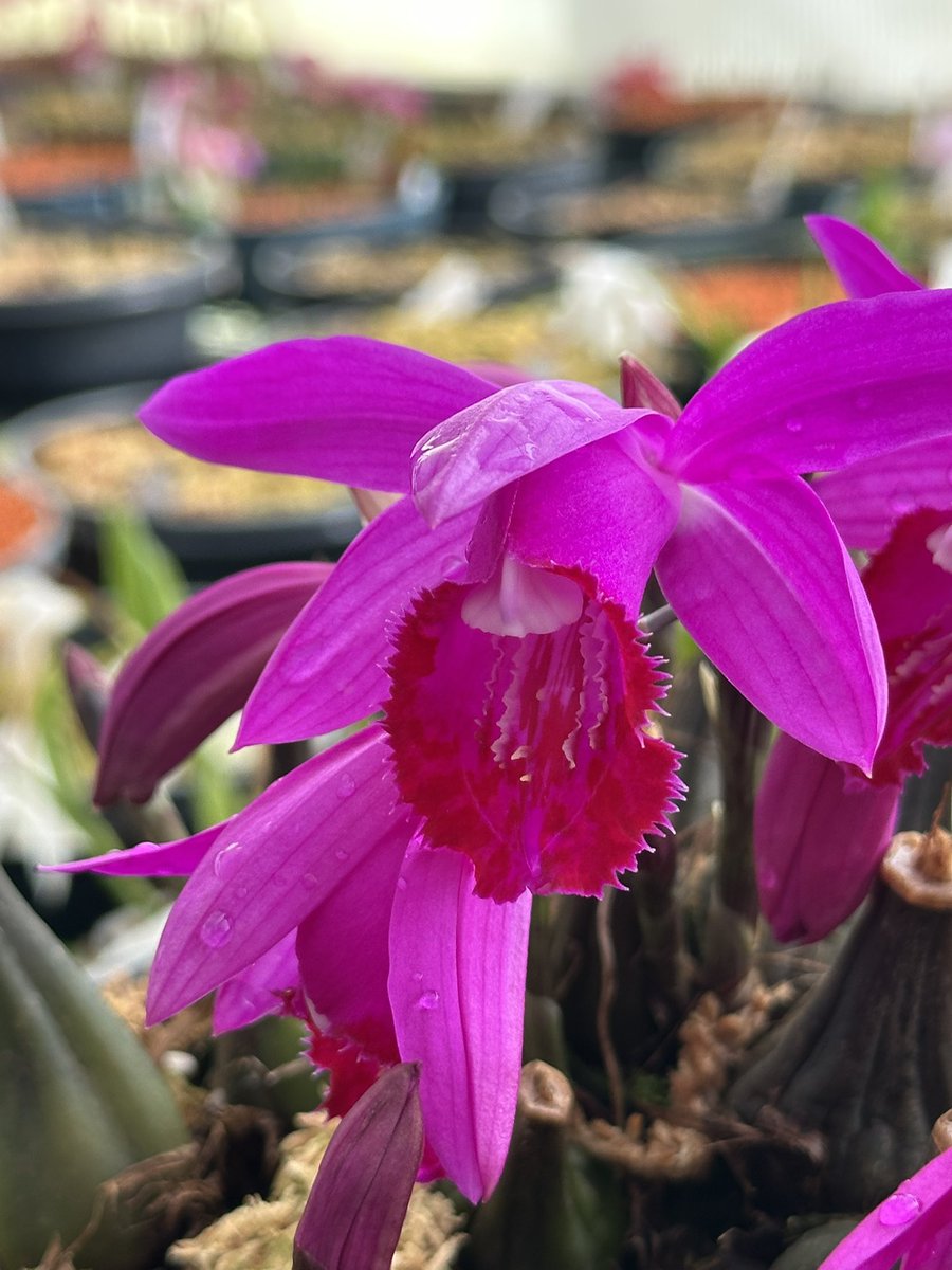 Pleione Hendrelien Peters with dark pink-purple colourings and a deep red lip. Hendrelien is one of our volunteers and we are so grateful for her expert help. Thank you Hendrelien 🌿

#orchids #orquídeas #nature #conservation