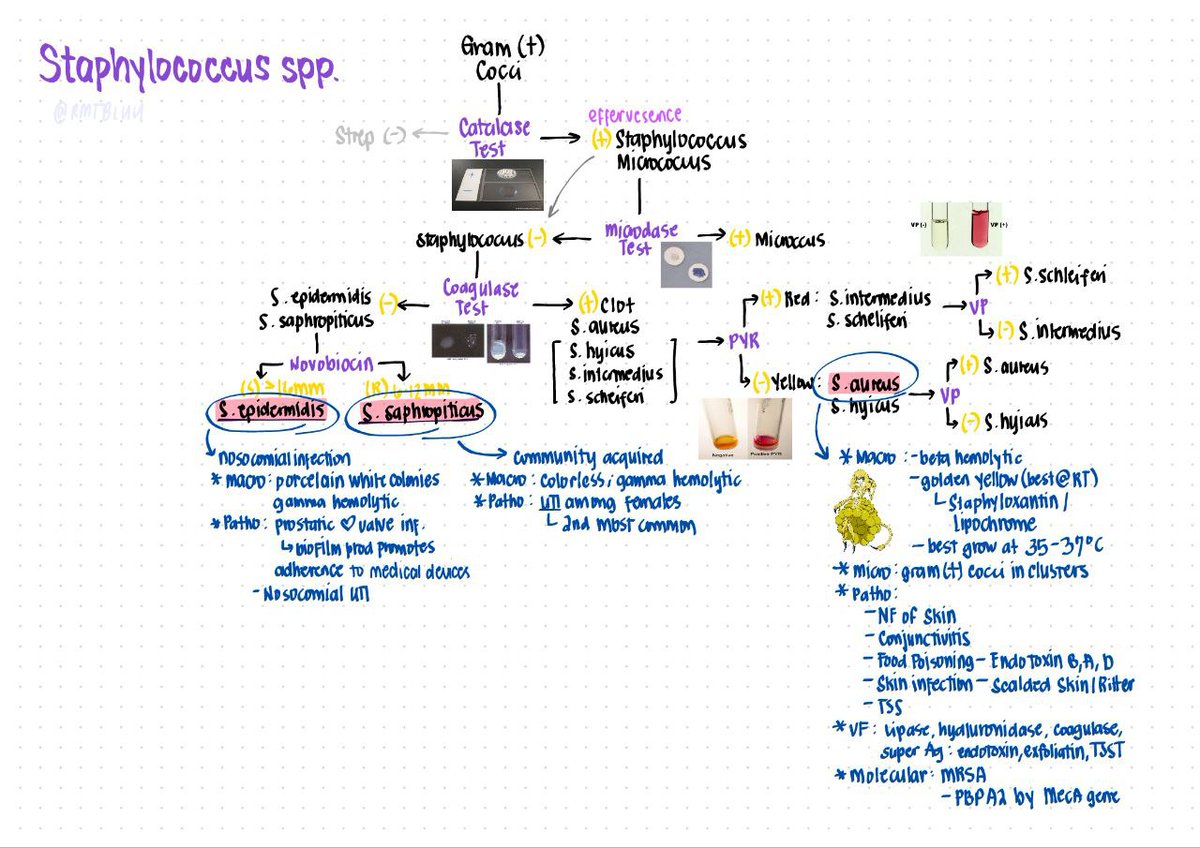 rmtbluu's tweet image. &amp;lt;MICROBIO&amp;gt;
Staphylococcus &amp;amp; Streptococcus

excuse my handwriting 🫣 sorry if medyo magulo pero ganito ko talaga siya inaral sjsjsj for better-ish quality, here's the link 

💌 drive.google.com/file/d/1IUx-Qz…