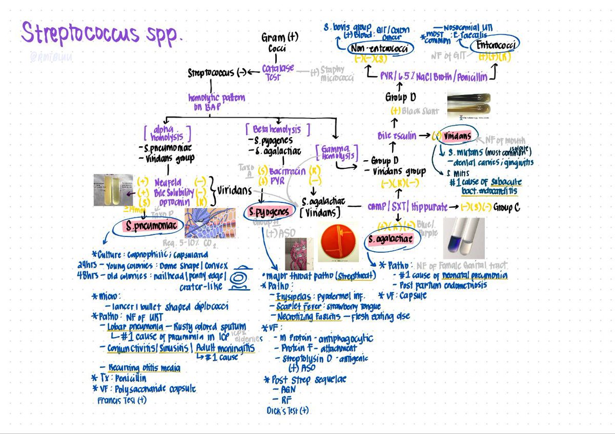 rmtbluu's tweet image. &amp;lt;MICROBIO&amp;gt;
Staphylococcus &amp;amp; Streptococcus

excuse my handwriting 🫣 sorry if medyo magulo pero ganito ko talaga siya inaral sjsjsj for better-ish quality, here's the link 

💌 drive.google.com/file/d/1IUx-Qz…