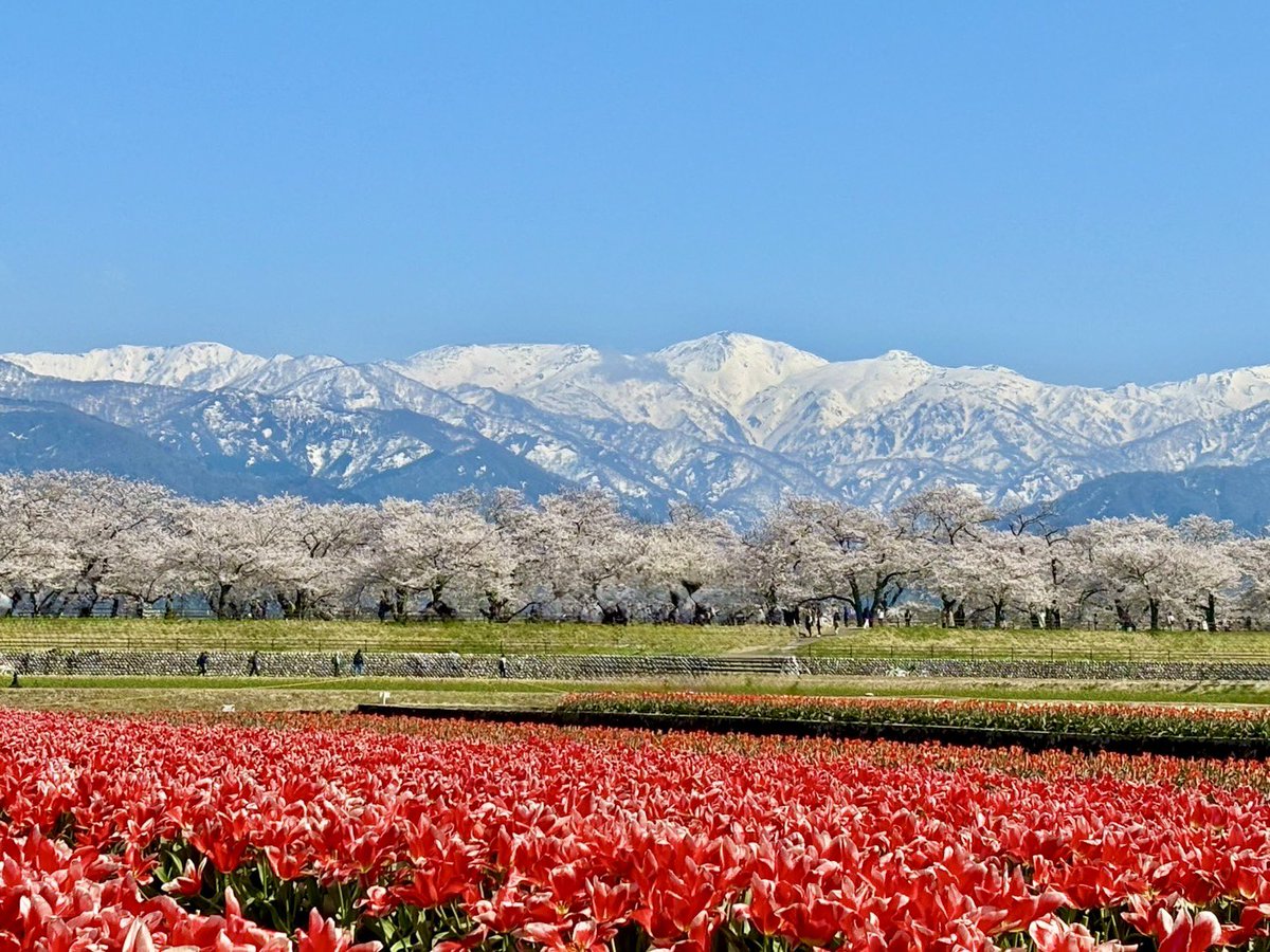 本日の  #春の四重奏 も圧巻の景色です✨️🌷🌸🗻