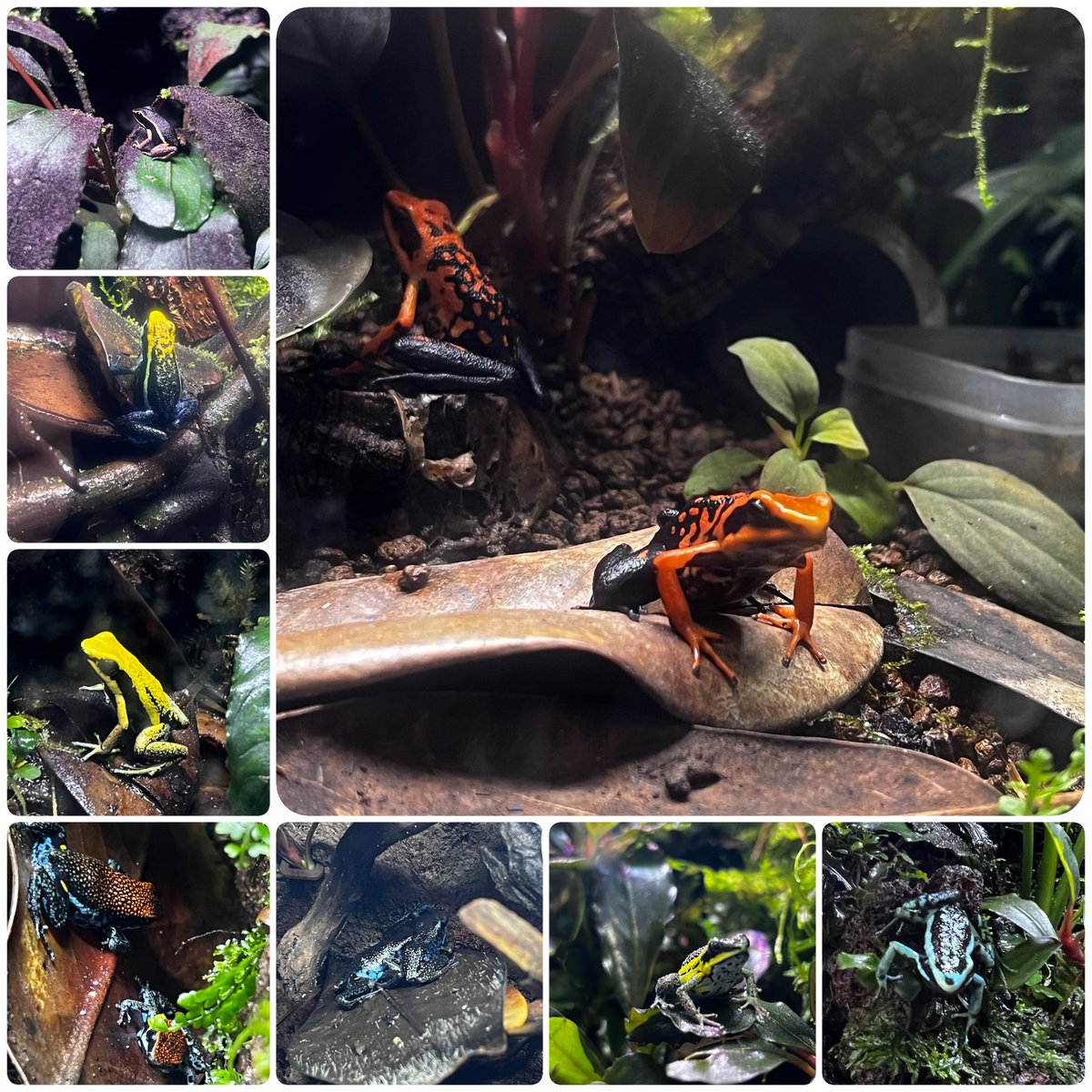 butterflyfish0's tweet photo. ケージとカエルの更新😊 https://t.co/24SkvmwBRm