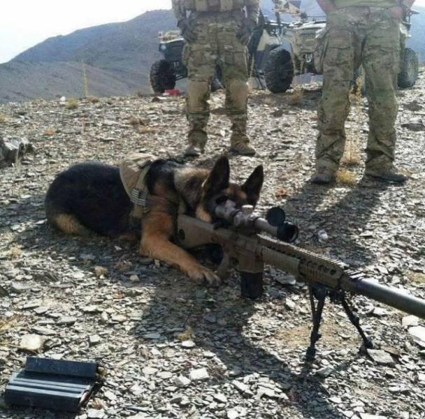 DocStrangelove2's tweet photo. He doesn't need a spotter. https://t.co/fswr3kzSvy