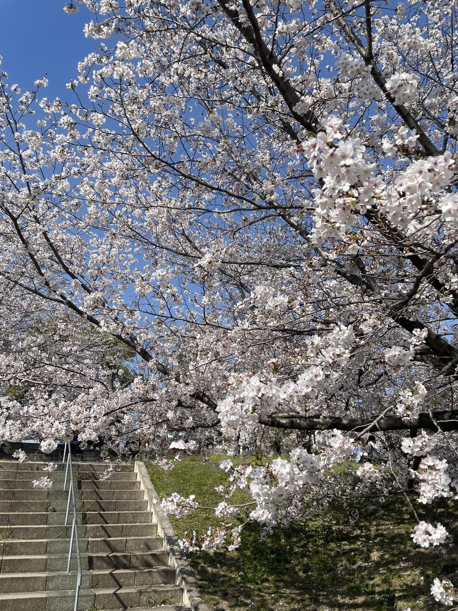 この前、ちょうど良き時にお花見してきました🌸
天気も良くて最高のお花見日和でございました🙌🙌