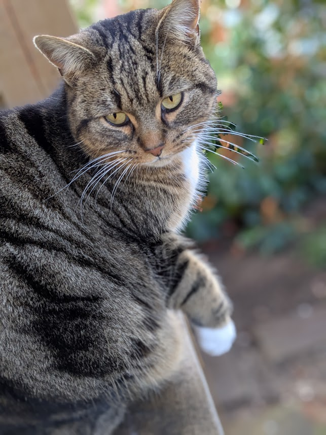 AllotmentCat's tweet photo. (Amanda) It was a busy time last week. First we remembered the sad day when Robert left us 3 years ago. Then the happy day 6 years ago when the allotments were saved.
Betty says that thinking about these things keeps the memories alive.
Is that true? https://t.co/Rpq9IngEZV