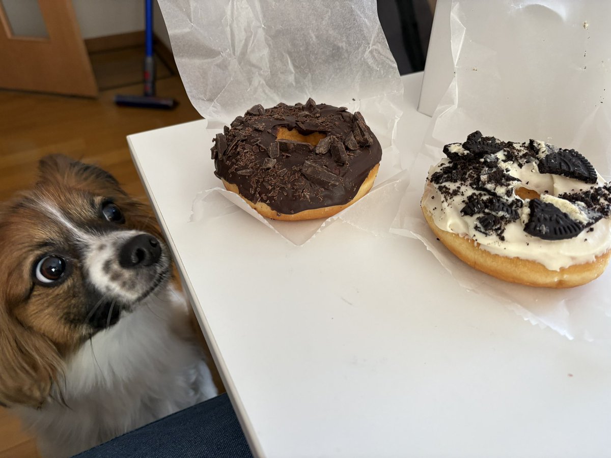 papillon_kai's tweet photo. 飼い主最近ドーナツ🍩にハマり中…
ミスドではなく個人店なのですが、甘すぎず生地もっちりで何個でも食べれちゃう🤦‍♀️ｱﾁｬｰ
カイも覗きにきますが、チョコ系が多いのでお裾分け出来ず🍩カイはささみスナックで一緒におやつタイムです🐔

#パピヨン
#topoffdonuts https://t.co/T1diRVhfNM