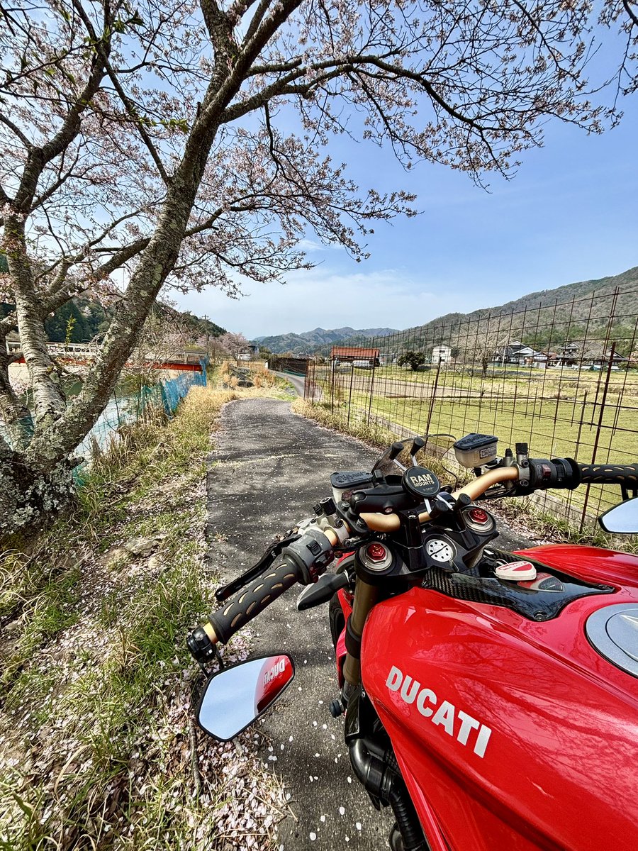 Mer_BDR's tweet image. バイク日和！！
🌸はだいぶ散ってる〜