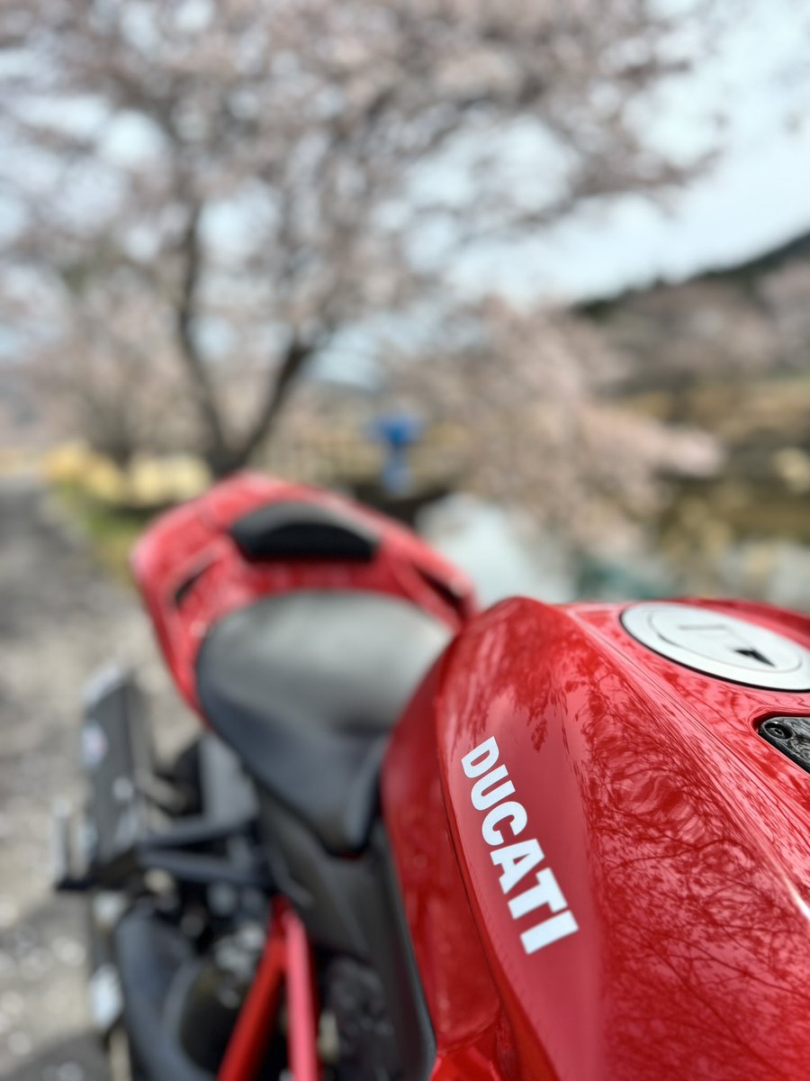 Mer_BDR's tweet image. バイク日和！！
🌸はだいぶ散ってる〜