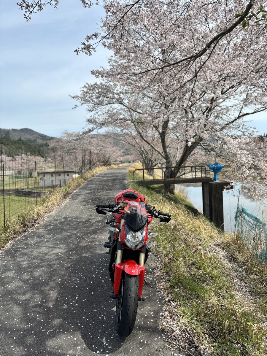 Mer_BDR's tweet image. バイク日和！！
🌸はだいぶ散ってる〜