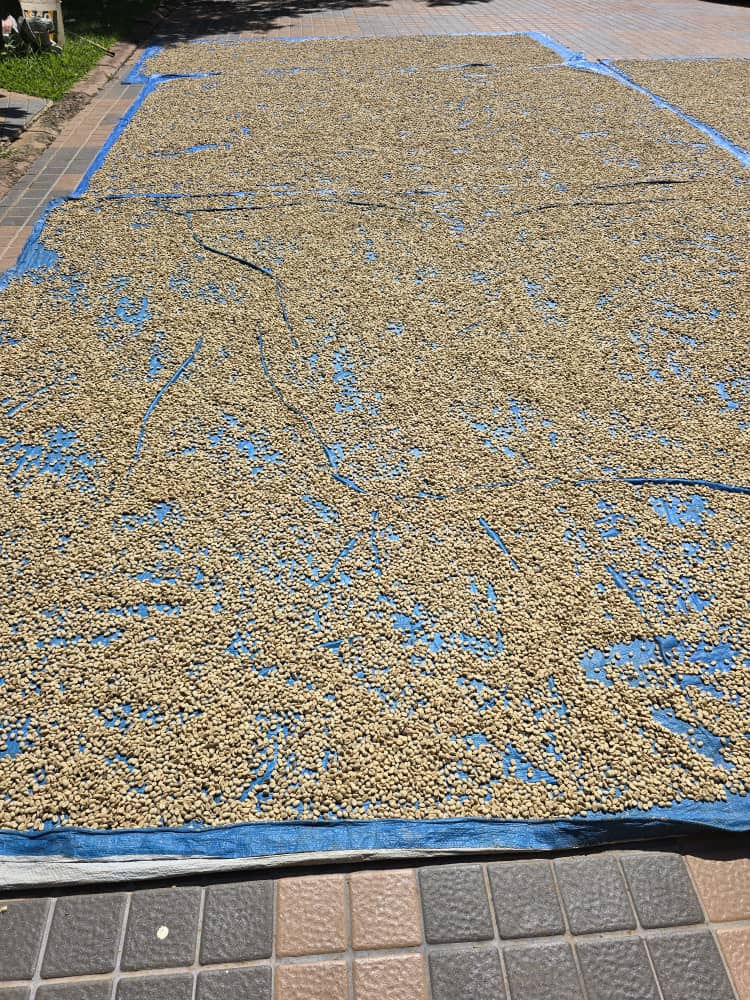 At Nkuringo Highland Arabicas, we ensure quality all the way.