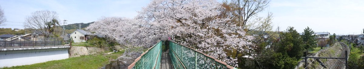 コイ太郎 tweet media