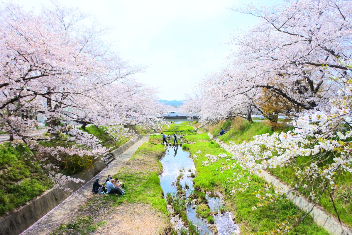 コイ太郎 tweet media