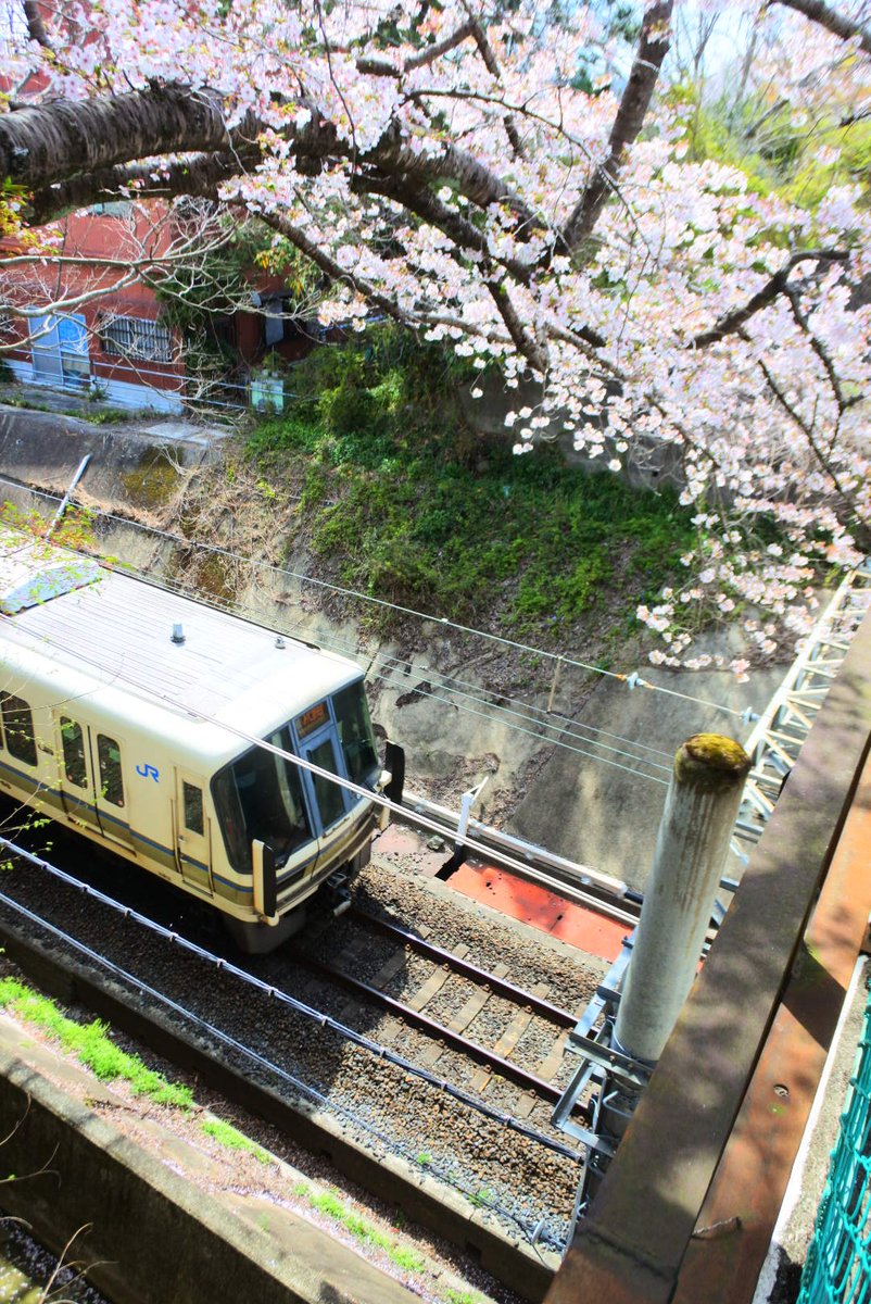 コイ太郎 tweet media