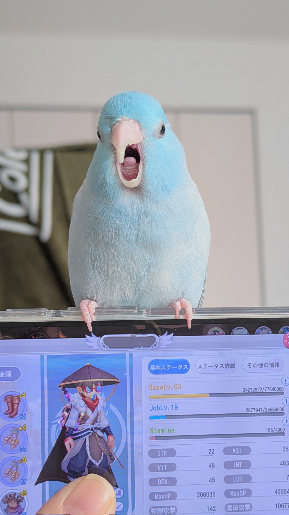The Spirited Budgie Chatter was Surreal - YouTube