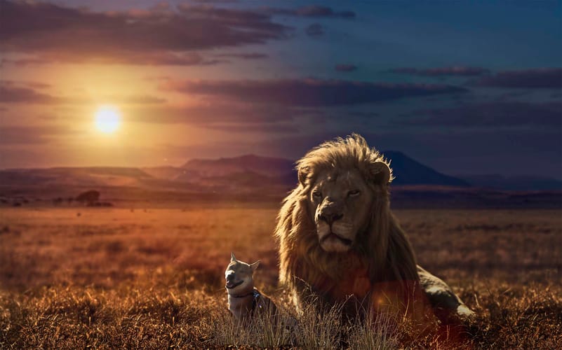 ShibaEveryHour's tweet image. 