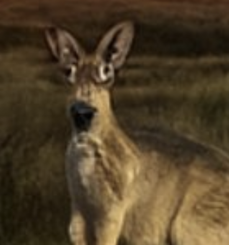 JUP Downunder tweet media
