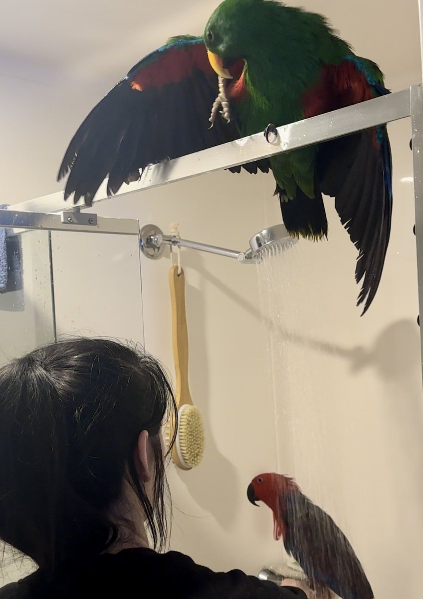 Fern270's tweet photo. Since moving I’m able to spend more time with the chickens! 🥰🥰
Safe to say they enjoyed their shower🤭
~-~-~-~-~-~-~-~-~-~-~-
#birds #bird #parrot #eclectus #showertime #wateringthebabies #pets #cuteanimals https://t.co/bJcv8mB6Yg