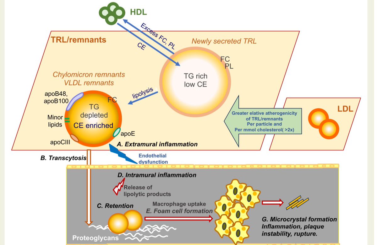 ValleAlfonso's tweet photo. 🔴Plasma triglycerides are an
important causal factor and therapeutic target for atherosclerotic cardiovascular disease 
@EurHeartJ #CardioTwitter #LipidScience #MedEd

✅ PRO view:
TG-rich lipoproteins (TRLs) are more than just TG carriers—they’re cholesterol-loaded, apoB-containing particles that drive atherosclerosis via endothelial dysfunction, inflammation & foam cell formation.

👉TRLs infiltrate the arterial wall ⬇
Get retained
⬇
Deliver cholesterol, release pro-inflammatory fatty acids
⬇
Promote plaque instability & progression.
#MechanismsMatter #EndothelialHealth

👉Key takeaway from genetic data:
Remnant-C (cholesterol in TRLs) has higher odds ratios for #CVD than LDL-C
OR per mmol/L:
•Remnant-C: 2.59
•LDL-C: 1.37
#MendelianRandomization #LipidGenetics

👉❌ TG reduction alone doesn’t guarantee #CVD risk reduction unless apoB drops too.
It’s not about TG alone—it’s about particle number & composition.
#ApoB is the anchor!

👉🧬 Emerging targets?
•TRL/remnant CE/TG ratio
•ApoC-III per particle
•Minor lipids (ceramides, diglycerides)
These could better capture residual risk than TG or LDL-C alone.
#FutureBiomarkers #PrecisionMedicine

👉⚠️ CONTRA view:
TG are innocent bystanders.
Cholesterol is the villain.
It’s remnant cholesterol (not TG) that lodges in plaques & resists degradation.
#PlaquePathology

👉Key analogy:
Buying cigarettes ≠ lung cancer
Smoking them = lung cancer
Similarly:
High TG ≠ ASCVD
High remnant-C = ASCVD
#RiskStratification

👉Clinical implication?
➡️ We should routinely report remnant-C (Total-C – LDL-C – HDL-C)
➡️ Use non-fasting lipid profiles for better TRL load
➡️ Don’t chase TG unless apoB is also targeted
#LipidPanel #PreventiveCardiology

🔑 TG-rich lipoproteins matter—but it’s the cholesterol inside them that’s the fire.
The atherogenic risk isn’t in the fat… it’s in the foam.
#CardioTwitter #Lipidology

📪 https://t.co/rbreaFTCO1
