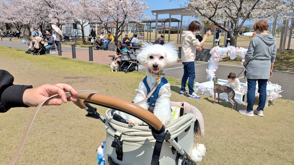 masao4864's tweet photo. 福井県越前市の武生中央公園で行われている【犬のおさんぽマルシェ】に来てます🥰💞

愛犬のしんちゃんも沢山のお友達に会えて嬉しそうです💕
＃福井県
＃越前市
＃武生中央公園
＃犬のおさんぽマルシェ https://t.co/68yTesRz13