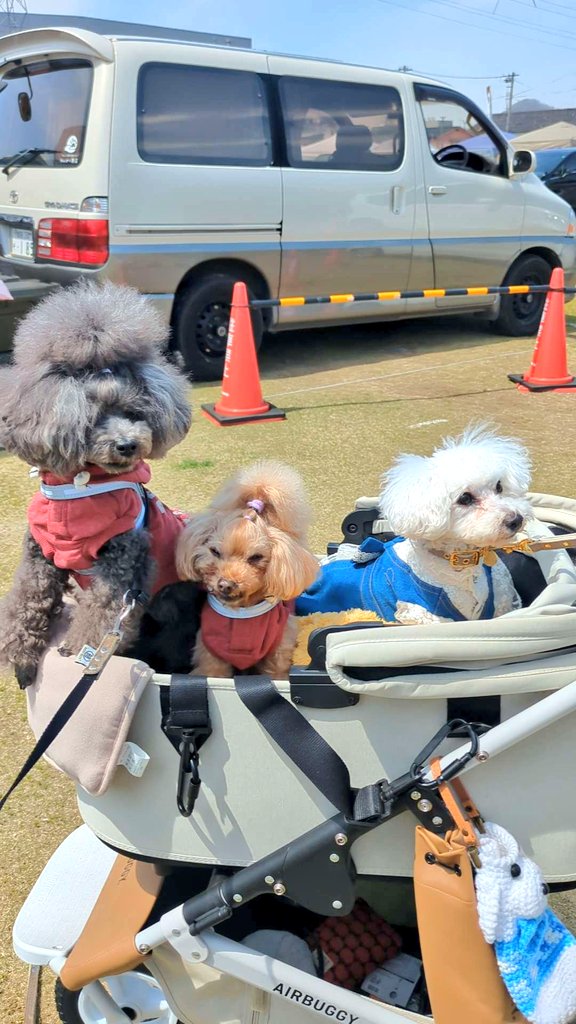 masao4864's tweet photo. 福井県越前市の武生中央公園で行われている【犬のおさんぽマルシェ】に来てます🥰💞

愛犬のしんちゃんも沢山のお友達に会えて嬉しそうです💕
＃福井県
＃越前市
＃武生中央公園
＃犬のおさんぽマルシェ https://t.co/68yTesRz13
