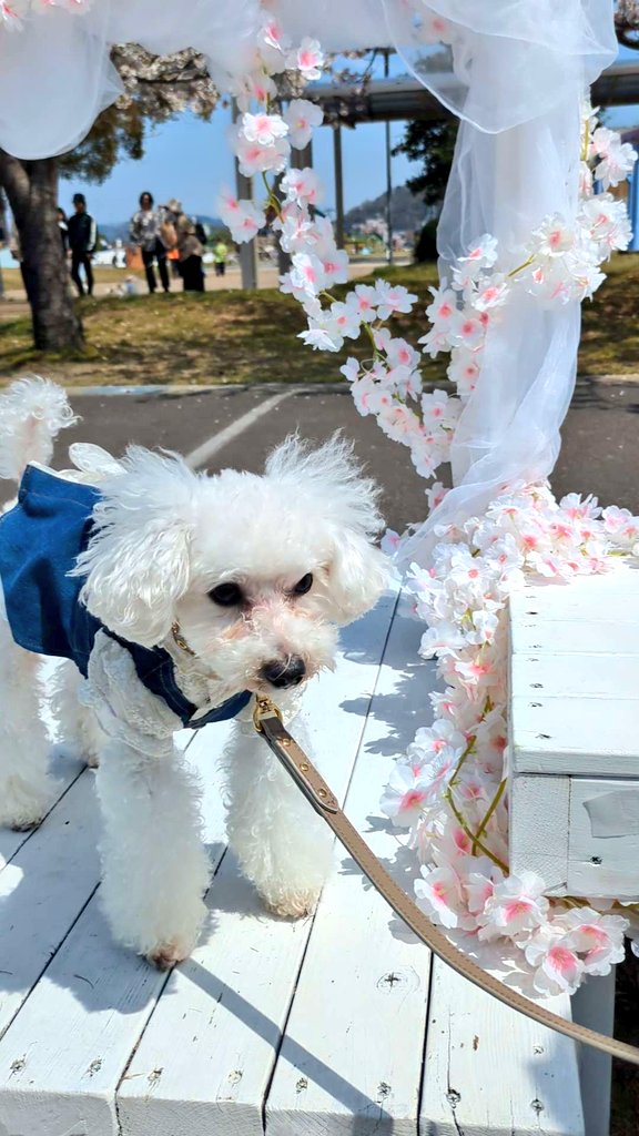 masao4864's tweet photo. 福井県越前市の武生中央公園で行われている【犬のおさんぽマルシェ】に来てます🥰💞

愛犬のしんちゃんも沢山のお友達に会えて嬉しそうです💕
＃福井県
＃越前市
＃武生中央公園
＃犬のおさんぽマルシェ https://t.co/68yTesRz13