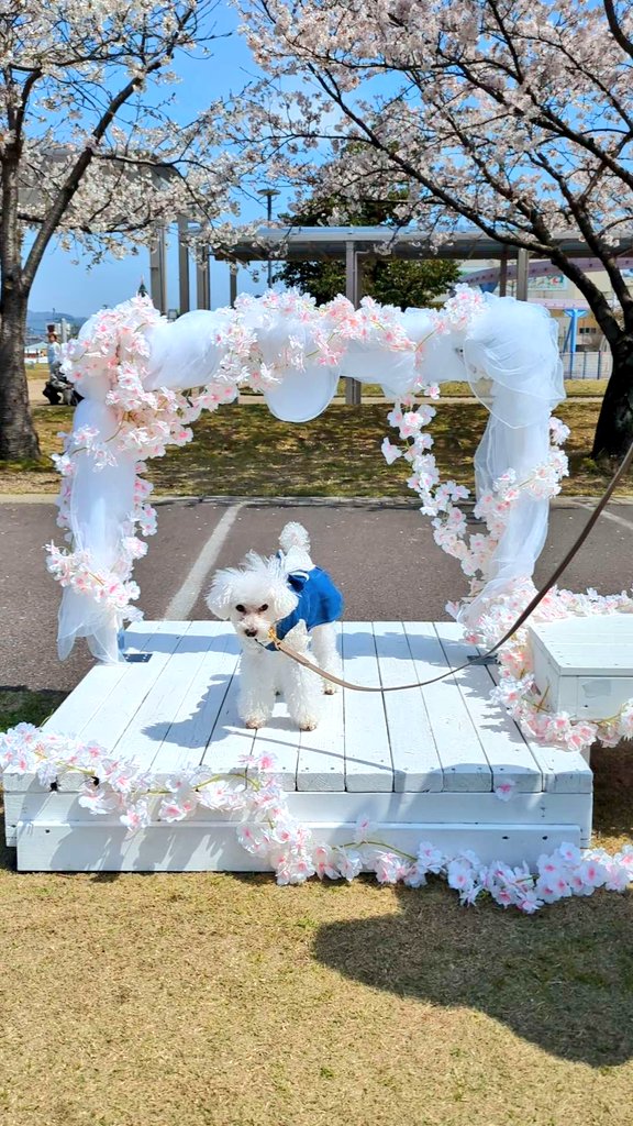 masao4864's tweet photo. 福井県越前市の武生中央公園で行われている【犬のおさんぽマルシェ】に来てます🥰💞

愛犬のしんちゃんも沢山のお友達に会えて嬉しそうです💕
＃福井県
＃越前市
＃武生中央公園
＃犬のおさんぽマルシェ https://t.co/68yTesRz13