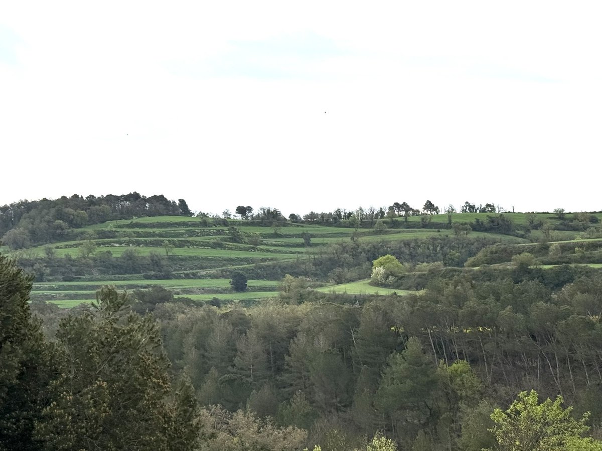 manelez's tweet photo. Quin goig veure la Segarra així! Les pluges d’aquesta primavera han estat una alegria per a la pagesia i un regal pels ulls. Feia temps que els camps no lluïen tant verds. Olor de terra molla i esperança. #Segarra #pagesia #pluja #Rubinat #RiberaOndara https://t.co/Usv2LUyNBU