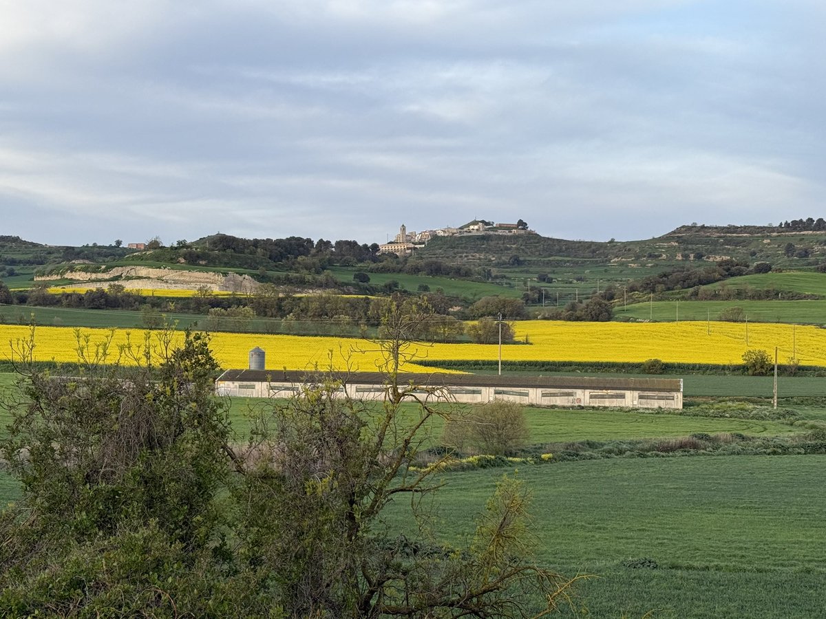 manelez's tweet photo. Quin goig veure la Segarra així! Les pluges d’aquesta primavera han estat una alegria per a la pagesia i un regal pels ulls. Feia temps que els camps no lluïen tant verds. Olor de terra molla i esperança. #Segarra #pagesia #pluja #Rubinat #RiberaOndara https://t.co/Usv2LUyNBU