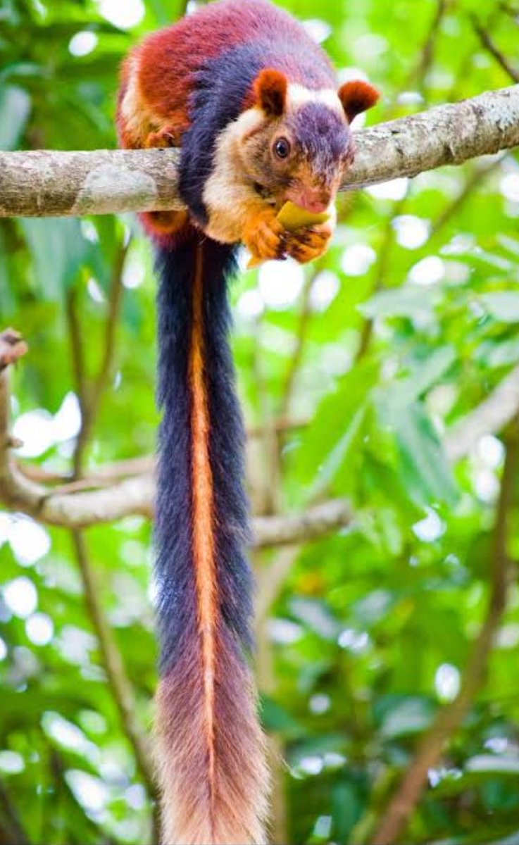 tuhinsant's tweet photo. Happy weekend friends 🥳🎉 

Indian Giant Squirrel 🐿️
#nature #NaturePhotography #happyday https://t.co/MrUMjp2yHH