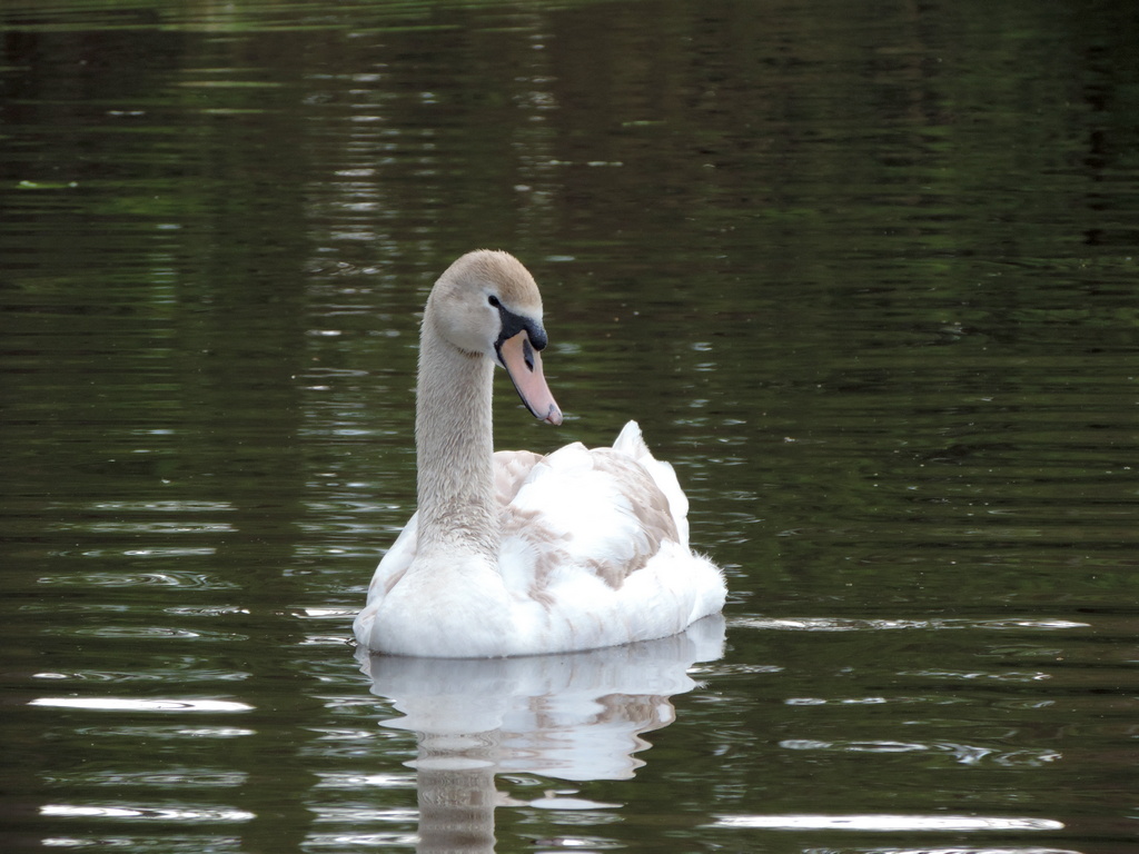 FBohemen's tweet photo. Slapen! #zwaan #polder https://t.co/zp04rPTtxH
