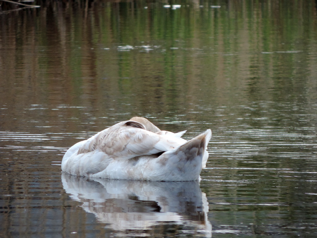 FBohemen's tweet photo. Slapen! #zwaan #polder https://t.co/zp04rPTtxH