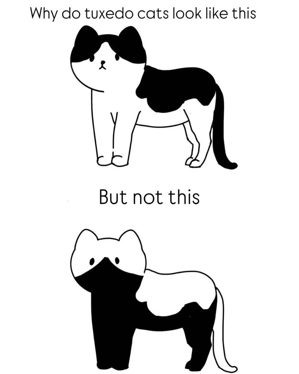 Why you should have a cat tweet media