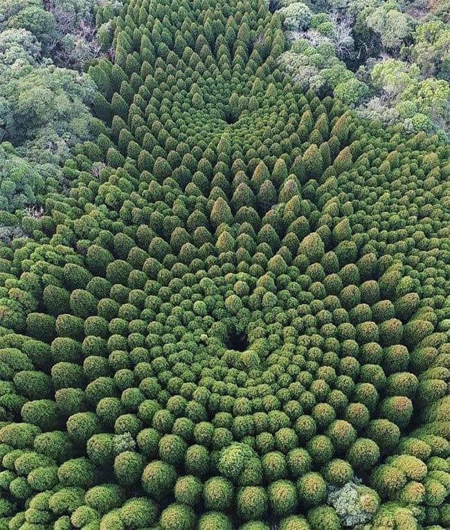 HistoireOdyssee's tweet photo. Cette image n’a pas été générée par l’IA, mais résulte d’une expérience scientifique lancée en 1973.

Dans la préfecture de Miyazaki, au sud du Japon, une forêt circulaire parfaitement dessinée intrigue ceux qui la découvrent depuis le ciel.

Il s’agit du fruit d’un projet mené par le ministère japonais de l’Agriculture, des Forêts et des Pêches. L’objectif était d'étudier comment la densité de plantation influence la croissance des arbres.

Pour cela, les chercheurs ont planté 36 cèdres japonais (sugi) selon un schéma rigoureusement calculé : 10 cercles concentriques, croisés par des lignes radiales espacées de 10 degrés.

Cette disposition géométrique a permis de tester différentes densités — de 377 à plus de 10 000 arbres par hectare — sur un même terrain. Ce qui ne devait être qu’une expérience de cinq ans est finalement resté en place, et cinquante ans plus tard, la nature a transformé ce dispositif en œuvre visuelle.

La forêt a même pris une forme convexe, comme si elle épousait les courbes d’un dôme invisible, révélant les effets subtils de l’espacement sur la croissance.

Aujourd’hui visible depuis Google Earth (coordonnées : 31°43′50″N, 131°23′05″E), cette forêt circulaire est un exemple concret de la manière dont une simple expérimentation scientifique peut aboutir à un résultat visuel étonnant.

Source : https://t.co/zszHpYzXlD