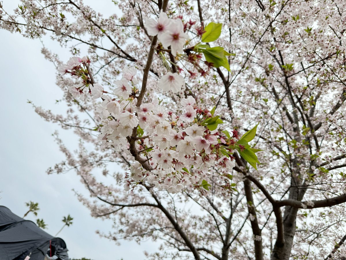 cake_1203c's tweet photo. 今年初キャンプしに来ました
ギリ桜も見れました https://t.co/SvbuZgP4dk
