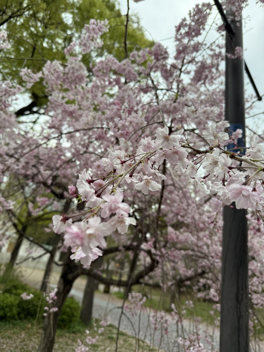 昨日の雨で
ほとんど散ってしまった今年の桜。