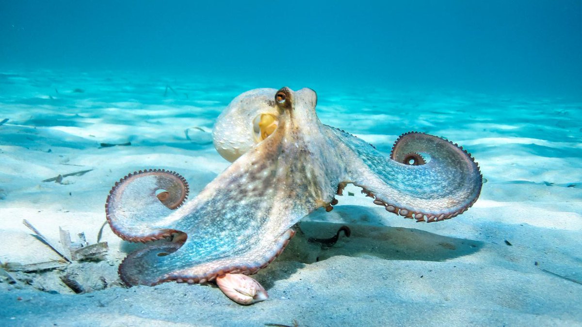 Philip Lymbery (@philip_ciwf) on Twitter photo Octopuses are remarkable (8 legs, 3 hearts, blue-green blood & much more) & proposed farming of them <a href="/PescanovaCorp/">Nueva Pescanova</a> is completely at odds with everything we understand about the species & what we know to be morally right
We must END.IT
<a href="/ciwf/">Compassion in World Farming UK</a> Octopuses are remarkable (8 legs, 3 hearts, blue-green blood & much more) & proposed farming of them <a href="/PescanovaCorp/">Nueva Pescanova</a> is completely at odds with everything we understand about the species & what we know to be morally right
We must END.IT
<a href="/ciwf/">Compassion in World Farming UK</a>