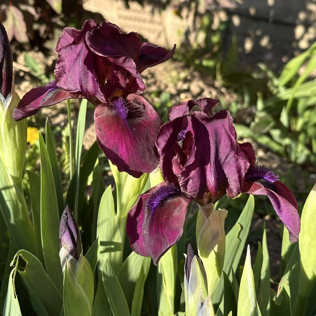 IrisesSeagate's tweet photo. SDB Iris ‘Cherry Garden’ a good old favourite and for good reason, reliable early and tough! #dwarfiris #irischerrygarden #cherry #garden #irises #beardedirises #irisflower #iris #hardyplants #sunlover #springflowers #gardenflowers #plants https://t.co/fb883eP7QM