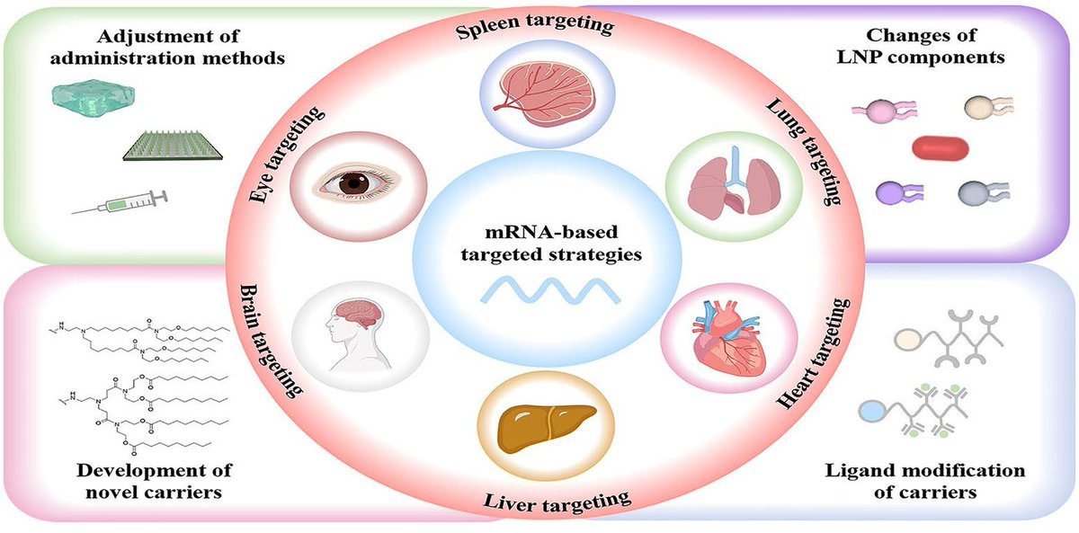 155. Developing mRNA Nanomedicines with Advanced Targeting Functions
Ji Wang, Lijun Cai, Ning Li, Zhiqiang Luo, Haozhen Ren*, Bing Zhang* &amp; Yuanjin Zhao*
Nano-Micro Lett. 17, 155 (2025).
doi.org/10.1007/s40820…

Related articles:
Microneedle-Based Approaches for Skin Disease