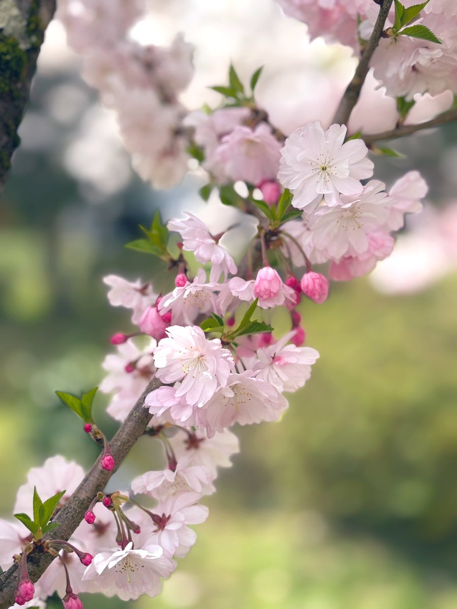 りん✿忘れた頃にそっと…🌸* tweet media