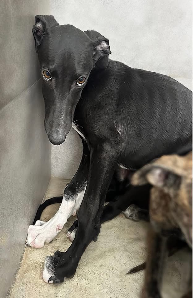GalgosdelSol's tweet photo. We are hoping you can help with a big big share 🙏🏻
Mr jingles is one of the Rudolph pups. He was born in August 2024 and was born on the streets. He had no socialisation and was trapped in a cage with his siblings. 
The two brindle sisters have been re-homed and are doing really well and we think Mr Jingles will only improve once in a home. 
He’s a bit blocked here and we are struggling to move him on in confidence. Do you have other happy dogs and a patient nature ? 
We believe once out of GDS where he arrived so frozen with fear he will thrive super quick… he’s ready, he just needs the right environment ❤️