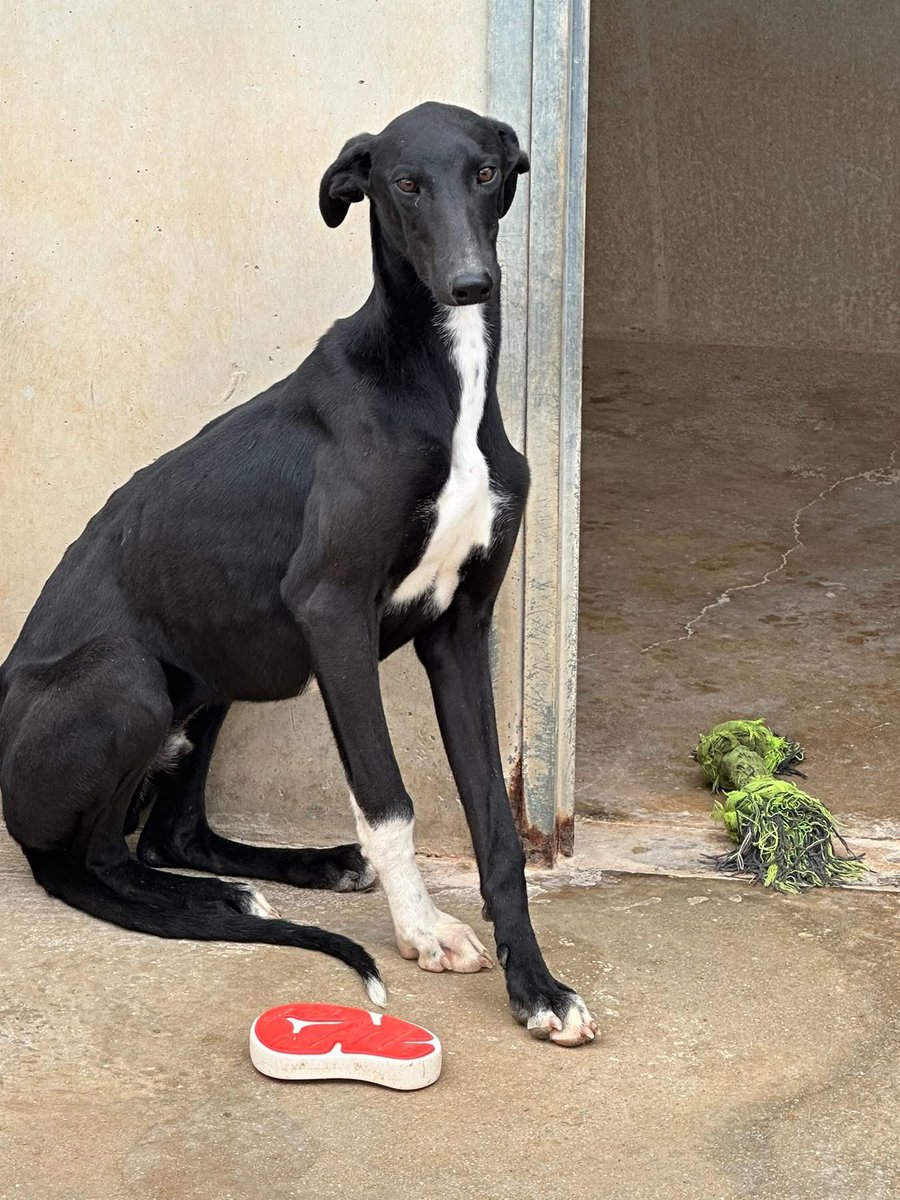 We are hoping you can help with a big big share 🙏🏻
Mr jingles is one of the Rudolph pups. He was born in August 2024 and was born on the streets. He had no socialisation and was trapped in a cage with his siblings. 
The two brindle sisters have been re-homed and are doing really