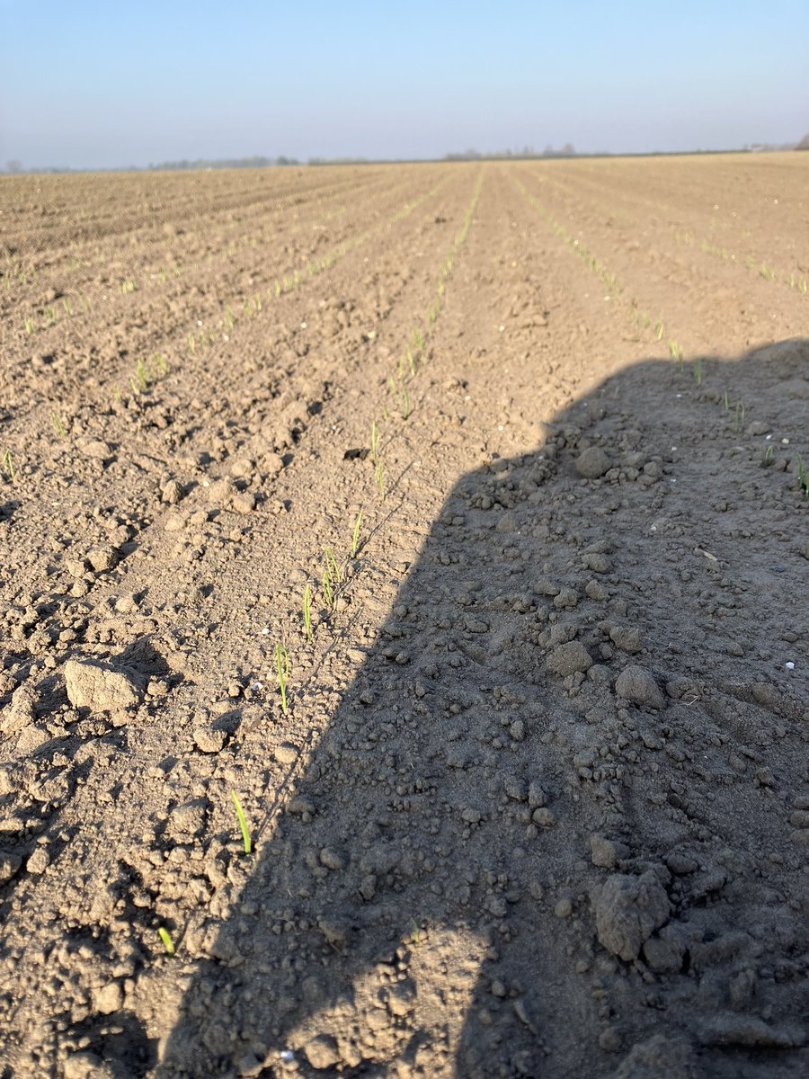 Jack Simons tweet media