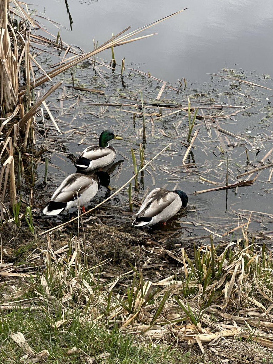A cool morning for the parkrun Zalew Wrzeniski